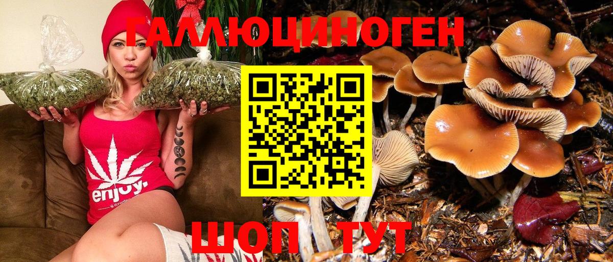 Междуреченск  Галлюциногенные грибы Psilocybe  Вход с VPN 